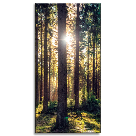 Leinwanddruck Wald Sonne Bäume Frühlingsmorgen 40x80 cm