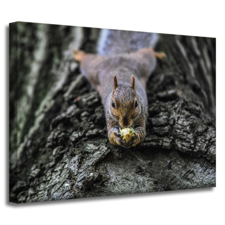 Leinwandgemälde Tiere Eichhörnchen_2 40x30 cm