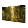 Leinwanddruck Wald Bäume Sonne Natur Frühling 120x80 cm