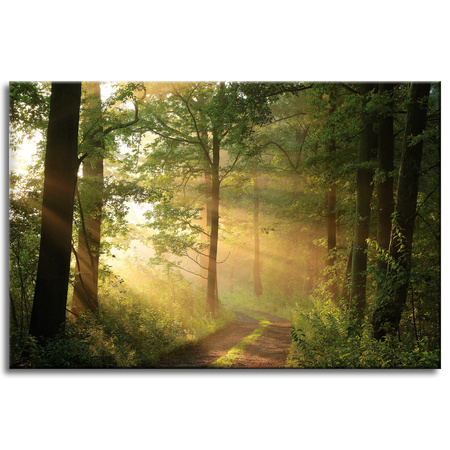 Leinwandgemälde Sonnenlicht Waldweg Natur 60x40 cm