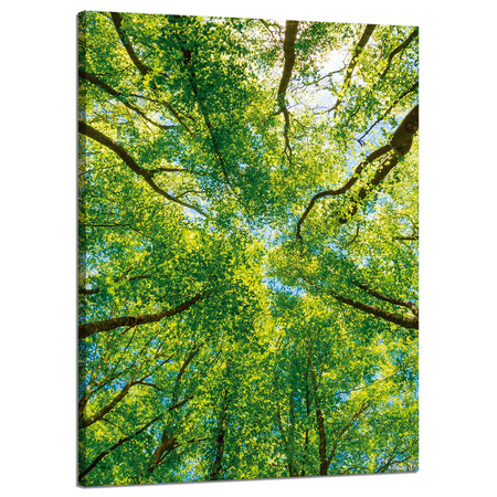 Leinwandgemälde Bäume Blätter Natur Wald Frühling 50x70 cm