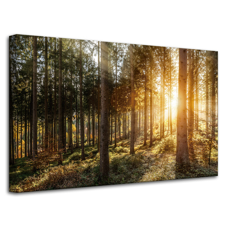 Leinwandgemälde Birken Bäume Sonnenmorgen 80x50 cm