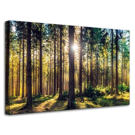 Leinwanddruck Wald Sonne Bäume Frühlingsmorgen 80x50 cm