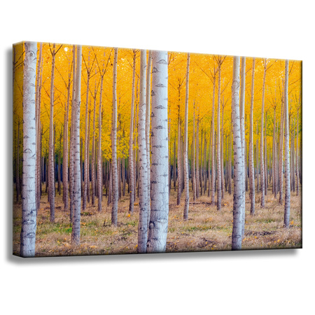 Leinwandgemälde Birken in herbstlichen gelben Blättern 60x40 cm