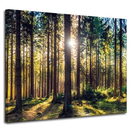 Leinwanddruck Wald Sonne Bäume Frühlingsmorgen 100x80 cm