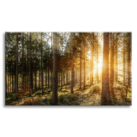 Leinwandgemälde Birken Bäume Sonnenmorgen 70x50 cm