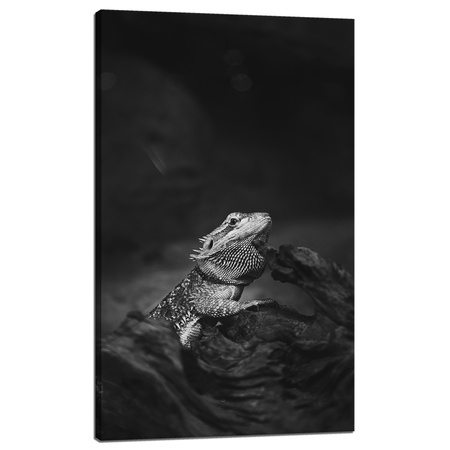 Leinwandgemälde Eidechse Reptil Schwarz und Weiß Natur 60x100