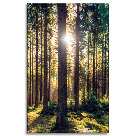 Leinwanddruck Wald Sonne Bäume Frühlingsmorgen 50x80 cm