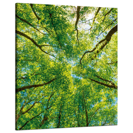 Leinwandgemälde Bäume Blätter Natur Wald Frühling 80x100 cm