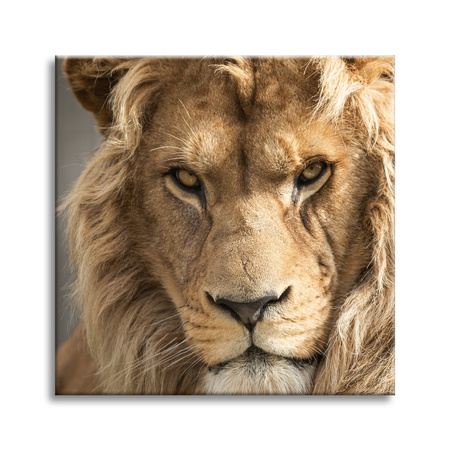 Bild auf Leinwand Schrecklicher schöner Löwe Helligkeit Tier 50X50 cm