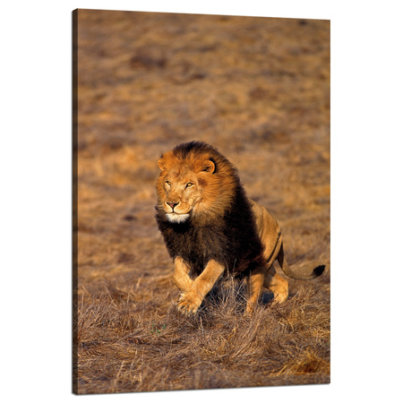 Leinwandgemälde Laufender Löwe in der Savannah-Natur 80x120 cm
