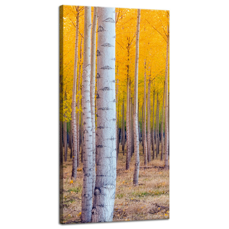 Leinwandgemälde Birken in herbstlichen gelben Blättern 40x80 cm
