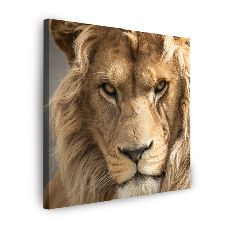 Bild auf Leinwand Schrecklicher schöner Löwe Helligkeit Tier 50X50 cm