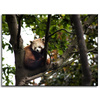 Leinwanddruck Tiere Roter Panda 40x30 cm