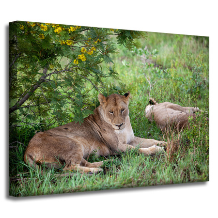 Leinwandgemälde Tiere Löwinnen 40x30 cm