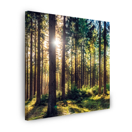 Leinwanddruck Wald Sonne Bäume Frühlingsmorgen 90X90 cm
