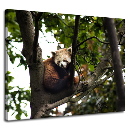 Leinwanddruck Tiere Roter Panda 100x80 cm