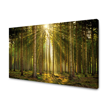 Leinwanddruck Wald Bäume Sonne Natur Frühling 120x80 cm