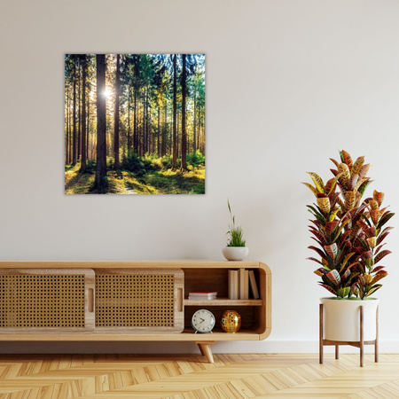 Leinwanddruck Wald Sonne Bäume Frühlingsmorgen 90X90 cm