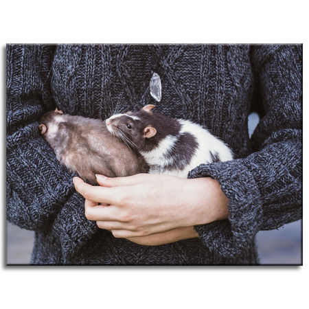 Leinwanddruck Tiere Tiere 40x30 cm