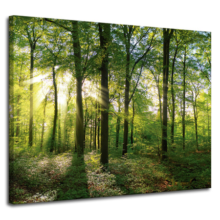 Leinwanddruck Sonne, Wald, Bäume, Lichtstrahlen, 100x80 cm