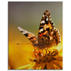 Leinwandgemälde Tiere Schmetterling auf einer Blume 80x100