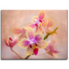 Leinwandgemälde Botanik Orchidee 40x30 cm