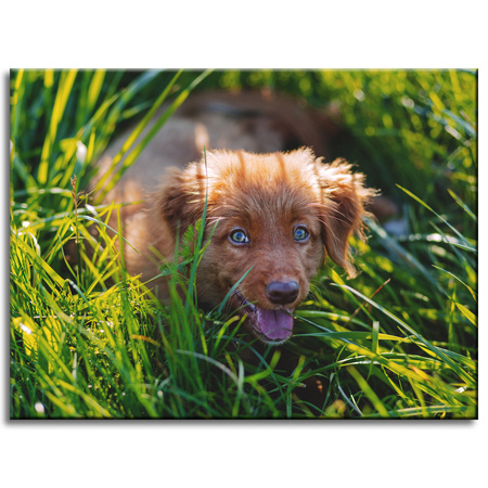 Leinwanddruck Tiere Hund im Gras 40x30 cm
