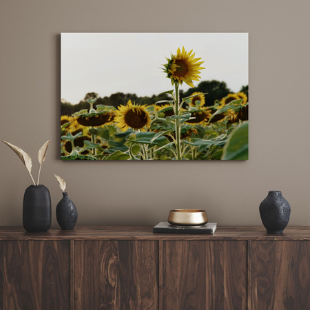 Leinwandgemälde Botanik Sonnenblumenfeld 40x30 cm