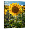 Leinwandgemälde Botanik Sonnenblumenfeld 30x40 cm