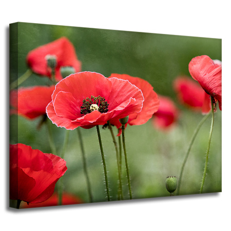 Leinwandgemälde Botanik Rote Mohnblumen 40x30 cm
