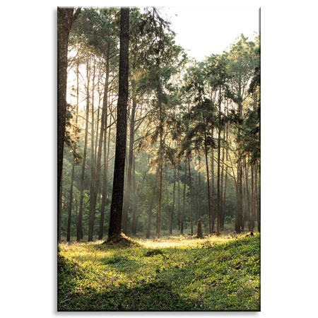 Leinwanddruck Wald Bäume Sonne Natur 80x120 cm