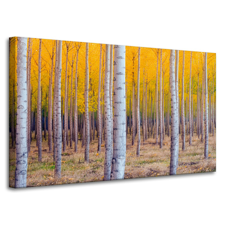 Leinwandgemälde Birken in herbstlichen gelben Blättern 100x60 cm