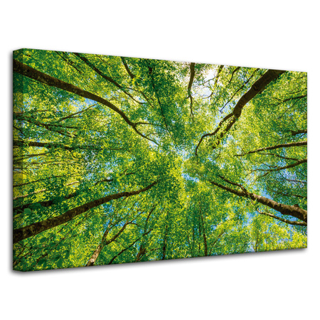 Leinwandgemälde Bäume Blätter Natur Wald Frühling 80x50 cm
