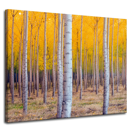 Leinwandgemälde Birken in herbstlichen gelben Blättern 100x80 cm