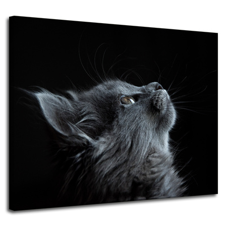 Leinwandgemälde Tiere Katze 100x80 cm
