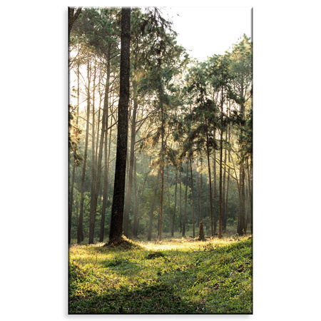 Leinwanddruck Wald Bäume Sonne Natur 60x100 cm