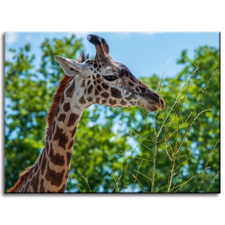 Leinwanddruck Tiere Giraffe 40x30 cm