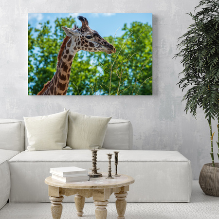 Leinwanddruck Tiere Giraffe 40x30 cm