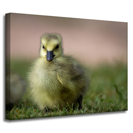 Leinwanddruck Tiere Ente 40x30 cm