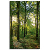 Leinwanddruck Sonne, Wald, Bäume, Lichtstrahlen, 50x80 cm