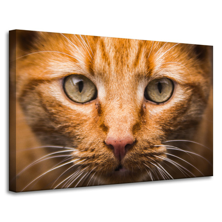 Leinwandgemälde Katzengesicht Nahaufnahme 90x60