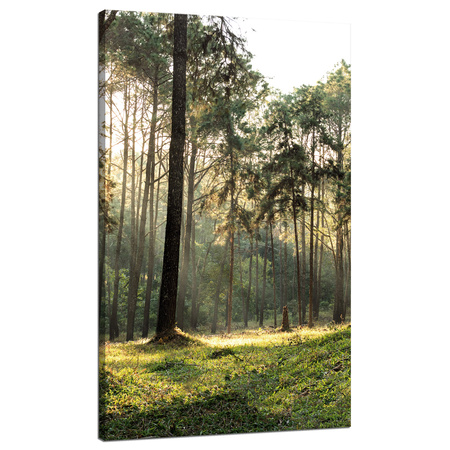Leinwanddruck Wald Bäume Sonne Natur 70x120 cm