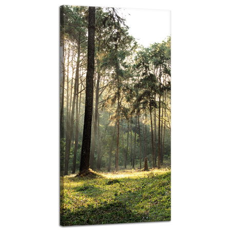Leinwanddruck Wald Bäume Sonne Natur 40x80 cm