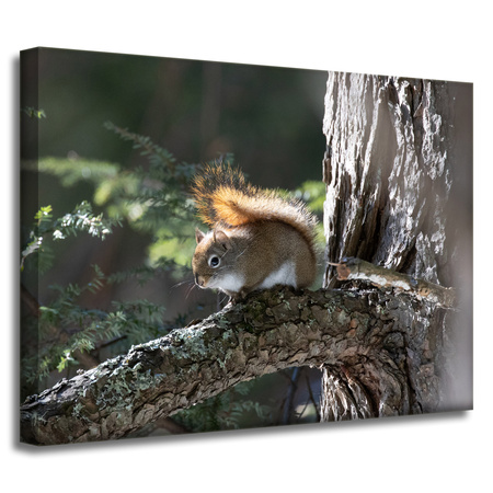 Leinwandgemälde Tiere Eichhörnchen 40x30 cm