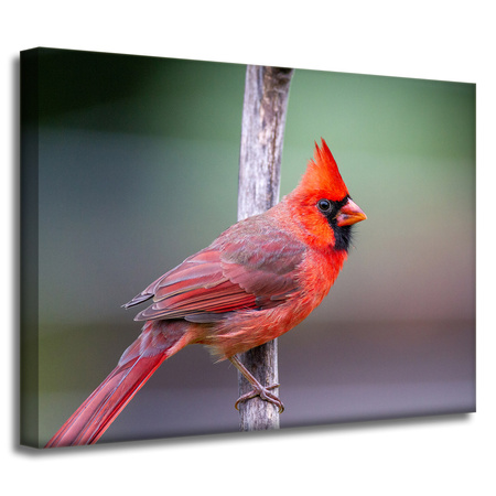 Leinwanddruck Tiere Kardinalvogel 40x30 cm