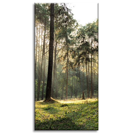 Leinwanddruck Wald Bäume Sonne Natur 60x120 cm