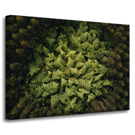 Leinwandgemälde Naturbäume aus der Vogelperspektive 70x50