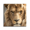 Bild auf Leinwand Schrecklicher schöner Löwe Helligkeit Tier 50X50 cm