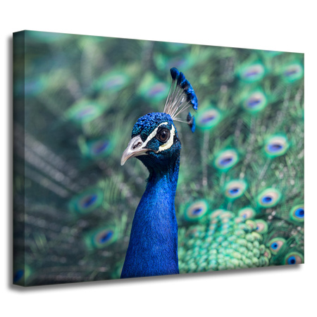 Leinwandgemälde Tiere Pfau 40x30 cm